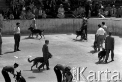 Czerwiec 1963, Warszawa, Polska.
Wystawa psów rasowych.
Fot. Jarosław Tarań, zbiory Ośrodka KARTA [63-42]

