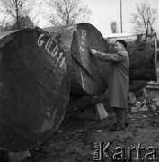 07.11.1968, Hajnówka, woj. Białystok, Polska.
Pracownik Zakładów Przemysłu Drzewnego mierzący drewniane bale.
Fot. Jarosław Tarań, zbiory Ośrodka KARTA
