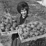 1968, Mysiadło, woj. Warszawa, Polska.
Państwowe Gospodarstwo Rolne w Mysiadle. Uśmiechnięta pracownica PGR-u trzymająca rośliny ozdobne. 
Fot. Jarosław Tarań, zbiory Ośrodka KARTA