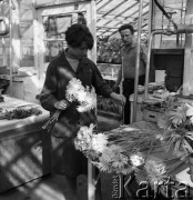 1968, Mysiadło, woj. Warszawa, Polska.
Państwowe Gospodarstwo Rolne w Mysiadle. Na pierwszym planie pracownica przycinająca gerbery.
Fot. Jarosław Tarań, zbiory Ośrodka KARTA
