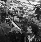 1968, Mysiadło, woj. Warszawa, Polska.
Państwowe Gospodarstwo Rolne w Mysiadle. Na pierwszym planie pracownica demonstrująca wielkość uprawianych ogórków.
Fot. Jarosław Tarań, zbiory Ośrodka KARTA