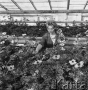 1968, Mysiadło, woj. Warszawa, Polska.
Państwowe Gospodarstwo Rolne w Mysiadle. Na pierwszym planie pracownica zrywająca kwiaty uprawiane w szklarni.
Fot. Jarosław Tarań, zbiory Ośrodka KARTA