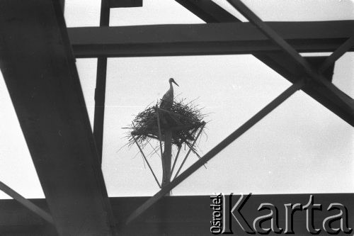 06.05.1963, Płock, Polska.
Bocianie gniazdo na budowie płockiej petrochemii.
Fot. Jarosław Tarań, zbiory Ośrodka KARTA [63-09]

