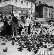 1968, Kraków, Polska.
Rynek Główny w Krakowie. Stragan, gdzie można kupić karmę dla ptaków za jeden złoty, a wokół niego latające gołębie i ludzie karmiący ptaki, w tle zabytkowe kamienice.
Fot. Jarosław Tarań, zbiory Ośrodka KARTA