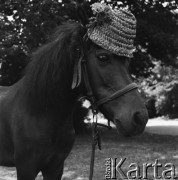 09.07.1968, Warszawa, Polska.
Kucyk w słomkowym kapeluszu.
Fot. Jarosław Tarań, zbiory Ośrodka KARTA