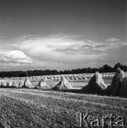 Lipiec 1968, Falenica, woj. Warszawa, Polska.
Żniwa, stogi zboża na polu.
Fot. Jarosław Tarań, zbiory Ośrodka KARTA