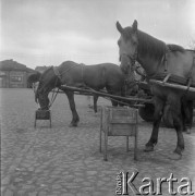 06.05.1963, Płock, Polska.
Furmanki na rynku.
Fot. Jarosław Tarań, zbiory Ośrodka KARTA [63-75]

