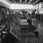 18.06.1968, Warszawa, Polska.
Drukarnia Expressu Wieczornego. Przygotowywanie matryc do druku.   
Fot. Jarosław Tarań, zbiory Ośrodka KARTA