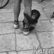 Wrzesień 1963, Warszawa, Polska.
Małpka w warszawskim ZOO.
Fot. Jarosław Tarań, zbiory Ośrodka KARTA [63-135]


