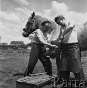 Czerwiec 1968, Warszawa, Polska.
Kowale podkuwający konia.
Fot. Jarosław Tarań, zbiory Ośrodka KARTA