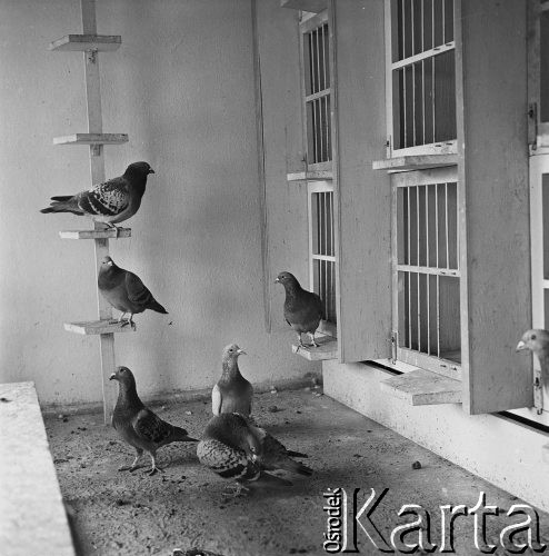 Kwiecień 1968, Polska. 
Gołębie w gołębniku.
Fot. Jarosław Tarań, zbiory Ośrodka KARTA