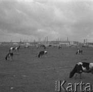 28.09.1963, Warszawa, Polska.
Krowy pasące się na tle Huty Warszawa.
Fot. Jarosław Tarań, zbiory Ośrodka KARTA [63-230]

