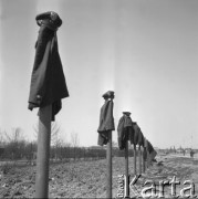 26.04.1964, Warszawa, Polska.
Mundury żołnierzy wiszące na słupkach podczas prac społecznych na ul. Hynka na Okęciu.
Fot. Jarosław Tarań, zbiory Ośrodka KARTA [64-129]

