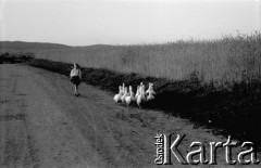 1967, miejsce nieznane, Polska.
Dziewczynka z gęsiami.
Fot. Jerzy Mąkowski, zbiory Fundacji Ośrodka KARTA
