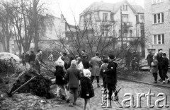 Lata 60., Sopot, woj. gdańskie, Polska.
Wycinanie starych drzew.
Fot. Czesław Wdowczyk, zbiory Ośrodka KARTA, udostępnił Henryk Wdowczyk
 
