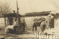 1942, Uzbekistan, ZSRR.
Wielbłądy na ulicy.
Fot. NN, zbiory Ośrodka KARTA, kolekcję Jana Troszyńskiego udostępnił Jan Laskowski

