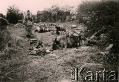 1939, Polska.
Żołnierz Wehrmachtu na polu po bitwie.
Fot. NN, zbiory Ośrodka KARTA, Pogotowie Archiwalne [PAF_011], udostępniła Jolanta Szczudłowska