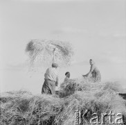 Lata 60., Polska.
Żniwa.
Fot. Bogdan Łopieński, zbiory Ośrodka KARTA