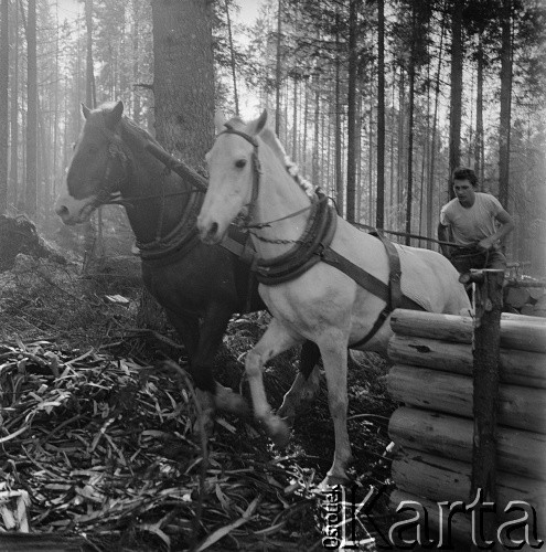 Lata 60., Tatry, Polska.
Wywóz drewna.
Fot. Bogdan Łopieński, zbiory Ośrodka KARTA