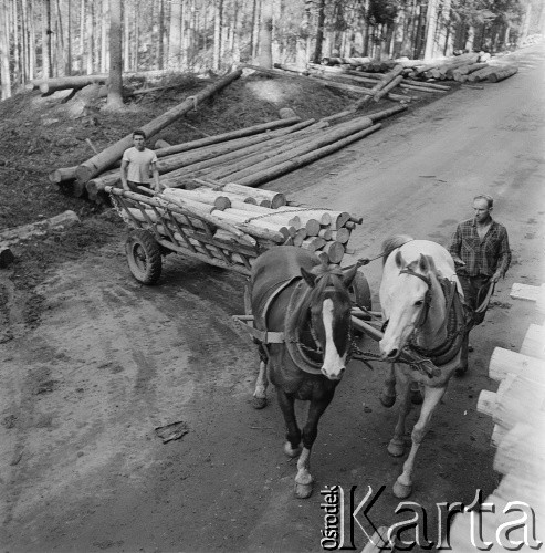 Lata 60., Tatry, Polska.
Wywóz drewna.
Fot. Bogdan Łopieński, zbiory Ośrodka KARTA