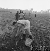 1967, Otwock Wielki, woj. mazowieckie, Polska.
Zbieranie ziemniaków przez wychowanki poprawczaka.
Fot. Bogdan Łopieński, zbiory Ośrodka KARTA
