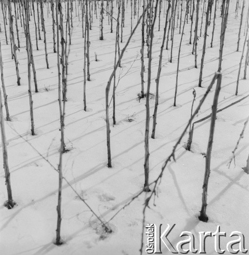 1971, Polska.
Drzewa.
Fot. Bogdan Łopieński, zbiory Ośrodka KARTA