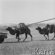 1969, Mongolia.
Karawana na pustyni Gobi.
Fot. Bogdan Łopieński, zbiory Ośrodka KARTA