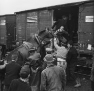 Lata 70.-80., Stary Sącz, woj. nowosądeckie, Polska.
Wprowadzanie konia do wagonu.
Fot. Bogdan Łopieński, zbiory Ośrodka KARTA