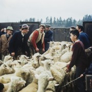 Lata 60., Polska.
Redyk.
Fot. Bogdan Łopieński, zbiory Ośrodka KARTA