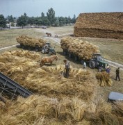 Lata 70.-80., woj. toruńskie, Polska.
Żniwa.
Fot. Bogdan Łopieński, zbiory Ośrodka KARTA