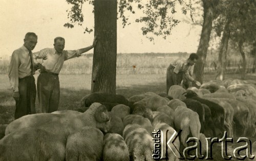 1940, Vacaresti, Rumunia.
Internowanie żołnierzy Wojska Polskiego. Pastwisko dla trzody, o drzewo opiera się podporucznik Edmund Wojciechowski. 
Fot. zbiory Ośrodka KARTA, Pogotowie Archiwalne [PA_024], przekazali Dorota i Tomasz Wojciechowscy