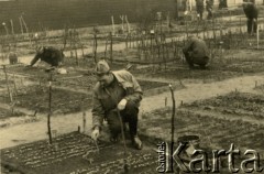 1941-1942, Dorsten, III Rzesza Niemiecka.
Obóz jeniecki oficerów Wojska Polskiego. Praca w zakładanych przez jeńców ogródkach warzywnych. Kurs ogrodniczy odbywał się pod kierownictwem pułkownika Pikusa, dotyczył m.in. uprawy warzyw (wykładowca podporucznik Urbański), kwiatów (wykładowca podporucznik Pietrzak), nawozów i nawożenia (wykładowca podporucznik Kujda). Liczba kursantów przekraczała nawet 180 uczestników. 
Fot. zbiory Ośrodka KARTA, Pogotowie Archiwalne [PA_024], przekazali Dorota i Tomasz Wojciechowscy