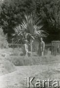 Kwiecień 1944, Petah Tikva, Palestyna.
Oficerowie 2 Korpusu Polskiego w trakcie jednej w wycieczek, na zdjęciu z lewej porucznik Zalewski, obok major Krajewski.
Fot. NN, zbiory Ośrodka KARTA, Pogotowie Archiwalne [PA_033], udostępnił Piotr Balcer