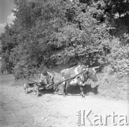 Lata 60., Polska.
Mężczyzna jadący wozem zaprzężonym w krowę.
Fot. Edward Grochowicz, zbiory Ośrodka KARTA