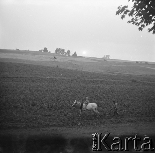 Lata 60., Polska.
Prace w polu.
Fot. Edward Grochowicz, zbiory Ośrodka KARTA
