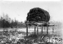 1904-1905, Jakuck, Cesarstwo Rosyjskie.
Polana w tajdze, siano na drewnianej platformie.
Fot. NN, kolekcja Zygmunta Lewańskiego, udostępnił Julian Lewański

