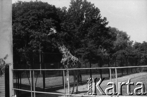 1985-1990, Warszawa, Polska.
Miejski Ogrůd Zoologiczny, n/z wybieg dla Ņyraf.
Fot. Artur Polit, zbiory Fundacji Oúrodka KARTA