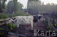 1992, Holandia.
Krowy w zagrodzie.
Fot. Artur Polit, zbiory Fundacji Ośrodka KARTA