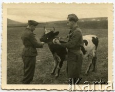 1940, prawdopodobnie Szkocja, Wielka Brytania.
Żołnierze I Korpusu Polskiego karmiący krowę.
Fot. NN, udostępnili Stanisława i Józef Kaleta, zbiory Ośrodka KARTA