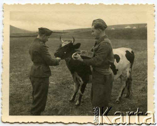 1940, prawdopodobnie Szkocja, Wielka Brytania.
Żołnierze I Korpusu Polskiego karmiący krowę.
Fot. NN, udostępnili Stanisława i Józef Kaleta, zbiory Ośrodka KARTA