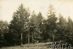 Lato 1939, Moszczenica, woj. łódzkie, Rzeczpospolita Polska.
Las.
Fot. NN, kolekcja Larysy Zajączkowskiej-Mitznerowej, zbiory Ośrodka KARTA