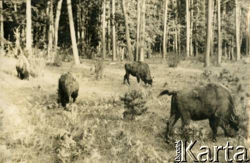 Lata 30., prawdopodobnie Puszcza Białowieska, Rzeczpospolita Polska.
Żubry. 
Fot. NN, kolekcja Larysy Zajączkowskiej-Mitznerowej, zbiory Ośrodka KARTA