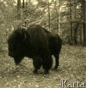 Lata 30., prawdopodobnie Puszcza Białowieska, Rzeczpospolita Polska.
Żubr. 
Fot. NN, kolekcja Larysy Zajączkowskiej-Mitznerowej, zbiory Ośrodka KARTA