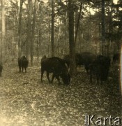 Lata 30., prawdopodobnie Puszcza Białowieska, Rzeczpospolita Polska.
Stado żubrów. 
Fot. NN, kolekcja Larysy Zajączkowskiej-Mitznerowej, zbiory Ośrodka KARTA