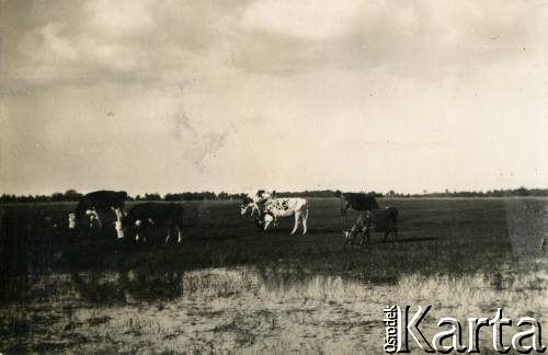 1936-1939, Puszcza Mariańska, woj. warszawskie, Rzeczpospolita Polska.
Krowy pasące się na polu.
Fot. NN, kolekcja Larysy Zajączkowskiej-Mitznerowej, zbiory Ośrodka KARTA