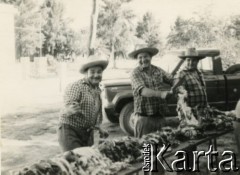 Lata 70. (?), Coronel du Graty, prowincja Chaco, Argentyna.
Przygotowywanie mięsa na asado (grilla), które co roku było organizowane przez Polaków w kościele katolickim. Na zdjęciu m.in. Władysław Herbut (1. z prawej).
Fot. NN, zbiory Władysława Herbuta, reprodukcje cyfrowe w Bibliotece Polskiej im. Ignacego Domeyki w Buenos Aires (Biblioteca Polaca Ignacio Domeyko) i w Ośrodku KARTA w Warszawie.