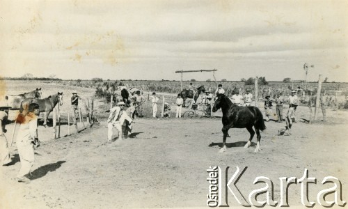 Lata 60., Coronel du Graty, prowincja Chaco, Argentyna.
Znaczenie konia.
Fot. NN, zbiory Wiktorii Błaszczak, reprodukcje cyfrowe w Bibliotece Polskiej im. Ignacego Domeyki w Buenos Aires (Biblioteca Polaca Ignacio Domeyko) i w Ośrodku KARTA w Warszawie.