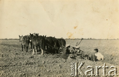 Lata 60., Coronel du Graty, prowincja Chaco, Argentyna.
Orka na polu, na którym później zasiano bawełnę. 
Fot. NN, zbiory Wiktorii Błaszczak, reprodukcje cyfrowe w Bibliotece Polskiej im. Ignacego Domeyki w Buenos Aires (Biblioteca Polaca Ignacio Domeyko) i w Ośrodku KARTA w Warszawie.