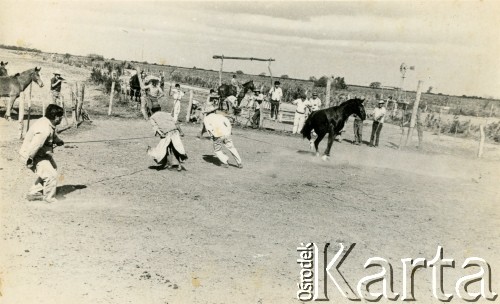 Lata 60., Coronel du Graty, prowincja Chaco, Argentyna.
Znaczenie konia.
Fot. NN, zbiory Wiktorii Błaszczak, reprodukcje cyfrowe w Bibliotece Polskiej im. Ignacego Domeyki w Buenos Aires (Biblioteca Polaca Ignacio Domeyko) i w Ośrodku KARTA w Warszawie.