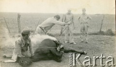Lata 60., Coronel du Graty, prowincja Chaco, Argentyna.
Znaczenie konia.
Fot. NN, zbiory Wiktorii Błaszczak, reprodukcje cyfrowe w Bibliotece Polskiej im. Ignacego Domeyki w Buenos Aires (Biblioteca Polaca Ignacio Domeyko) i w Ośrodku KARTA w Warszawie.